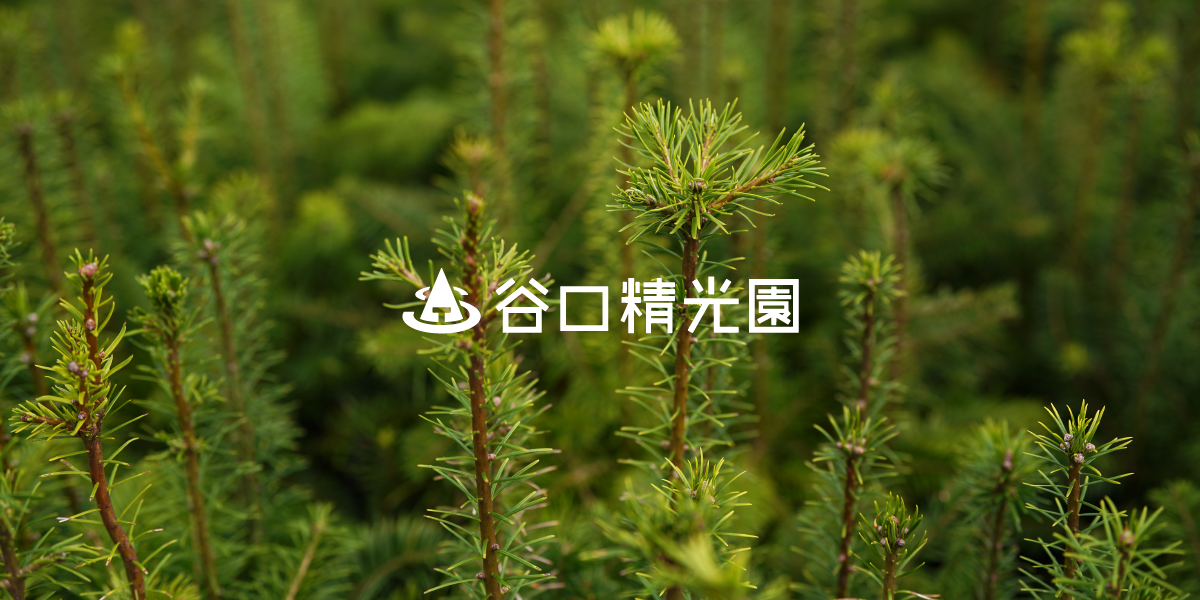 苗木について | 北海道・北斗市 造林用苗木生産の谷口精光園